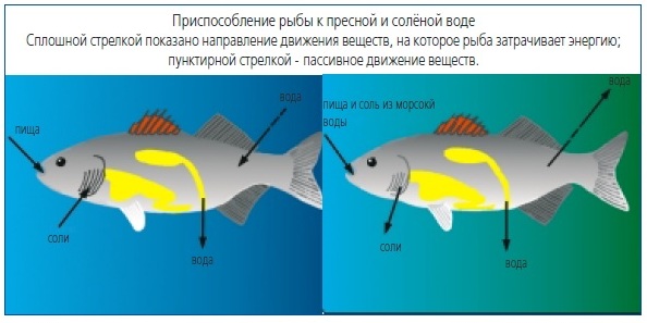 Приспособление рыбы к пресной и солёной воде