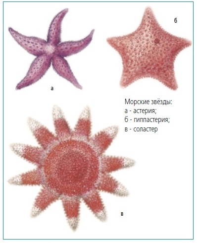 Морские звёзды