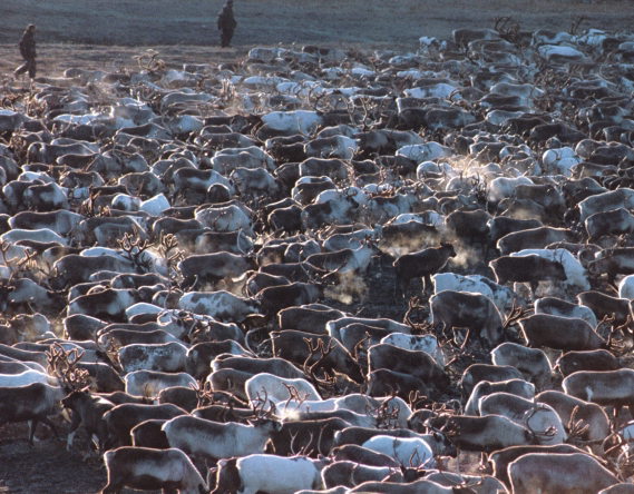 Издревле кочевые чуванцы занимаются крупнотабунным оленеводством